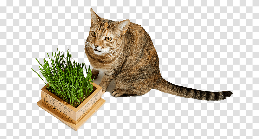 Create A Cat Easter Basket With These 7 Gift Ideas Domestic Cat, Potted Plant, Vase, Jar, Pottery Transparent Png
