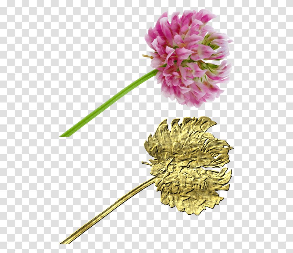 Create Gold Elements, Plant, Flower, Blossom, Carnation Transparent Png