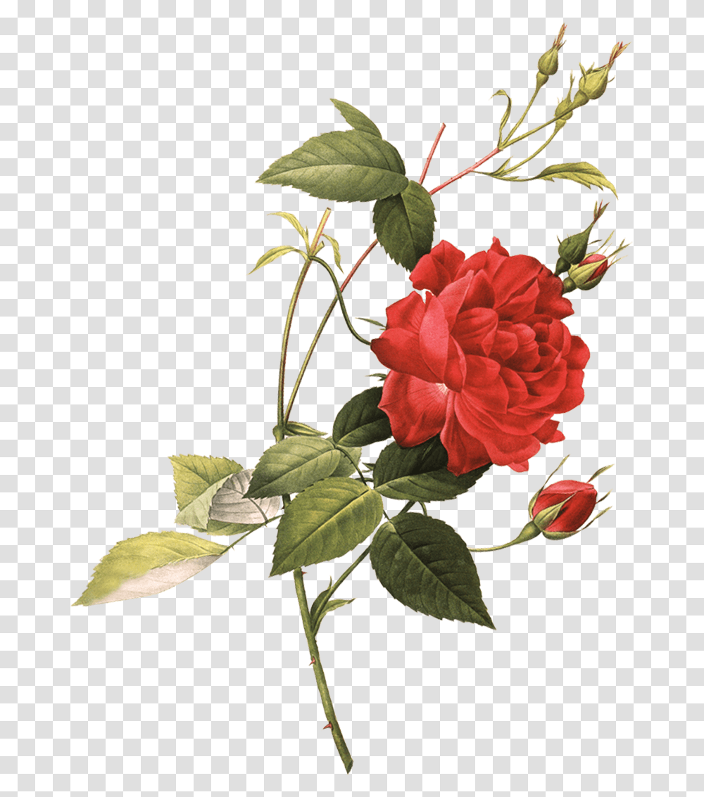 Create Your Own Case Rose, Plant, Flower, Blossom, Carnation Transparent Png