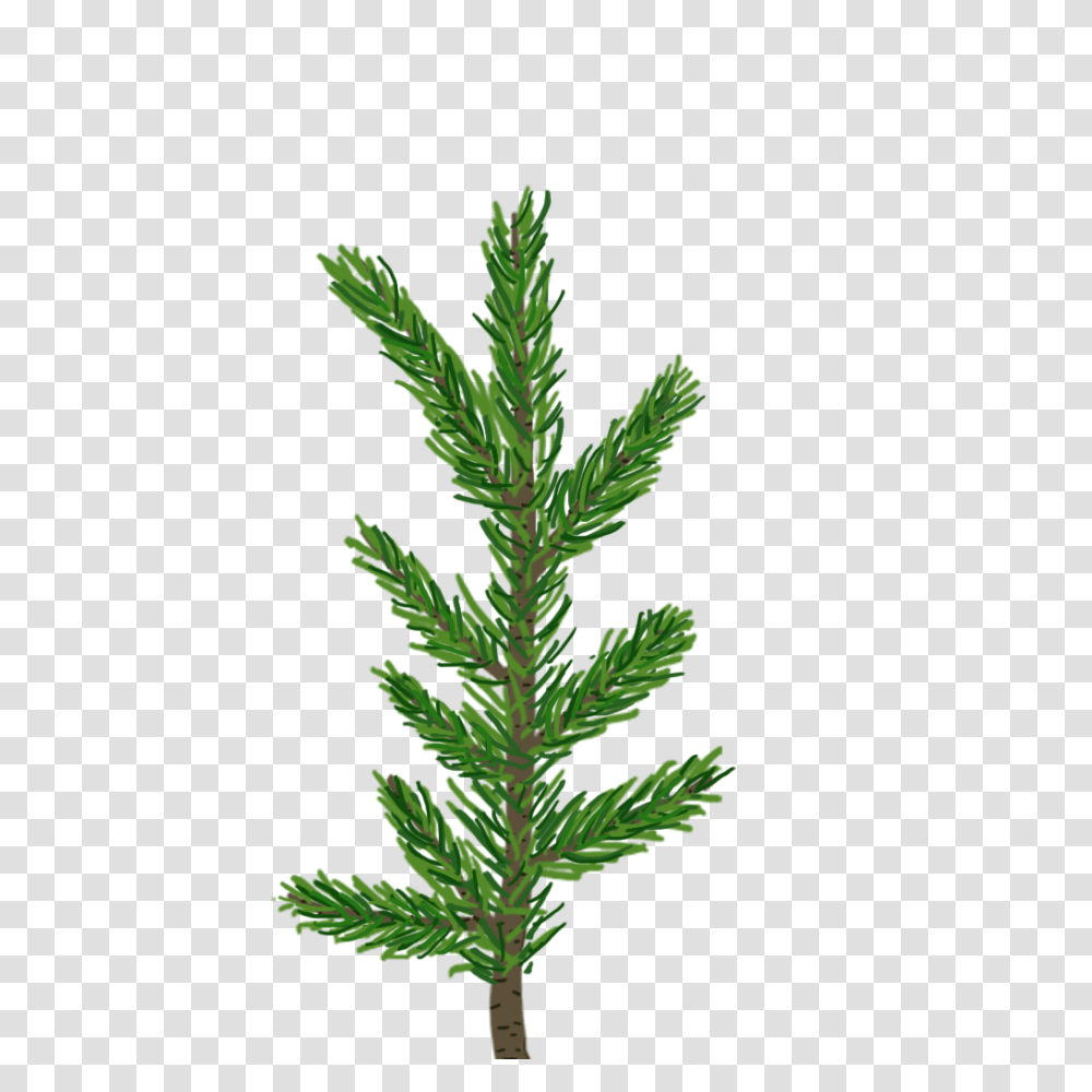 Creating A Pine Tree In Unity, Plant, Conifer, Fir, Abies Transparent Png