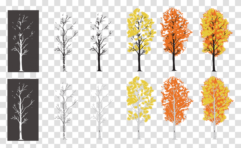 Creating An Aspen Tree I Drew Vertical, Plant, Flower, Leaf, Root Transparent Png