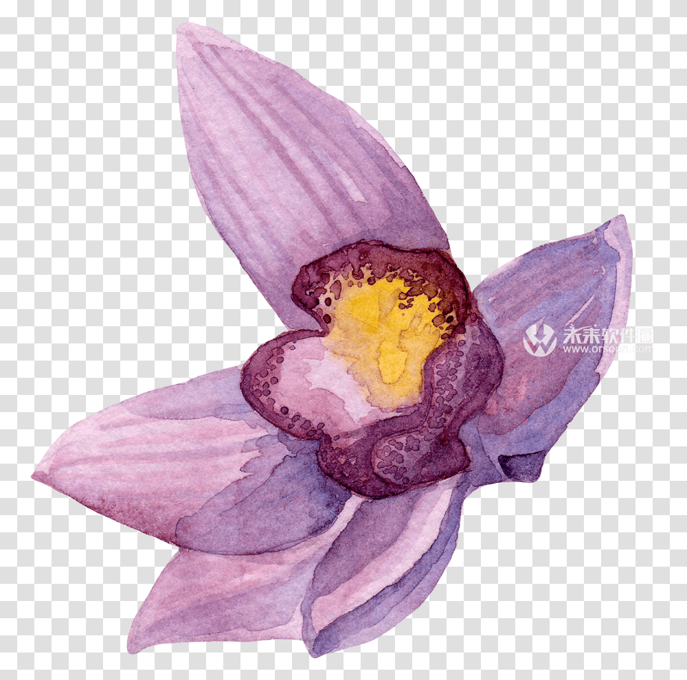 Creativemarket Watercolor Orchid Flowers Clip Art Orchid Watercolor, Plant, Blossom, Pollen, Petal Transparent Png