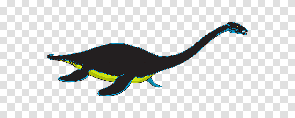 Creature Nature, Animal, Whale, Mammal Transparent Png