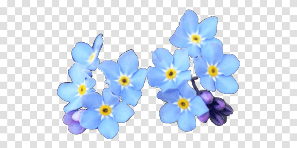 Credit If Use Flowers Blueflowers Blueflower Flo Flower, Plant, Anemone, Blossom, Anther Transparent Png
