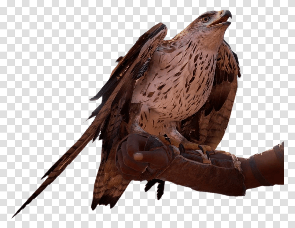 Creed Origins Eagle, Bird, Animal, Buzzard, Hawk Transparent Png
