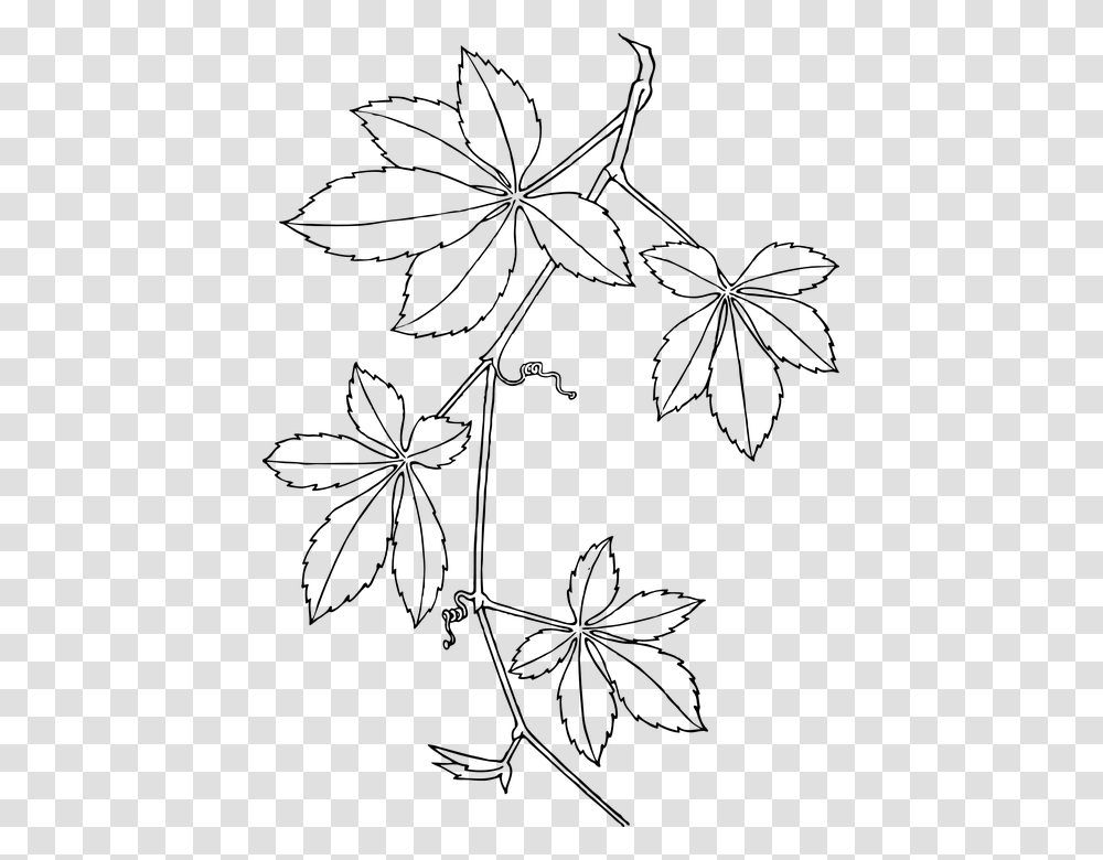 Creepers Leaves Vines White Plant Branch Dotted Virginia Creeper, Gray, World Of Warcraft Transparent Png
