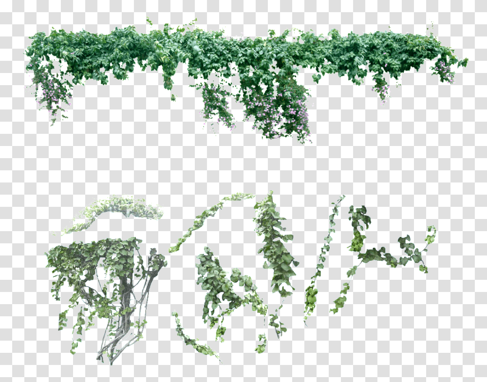 Creepers, Plant, Vegetation, Tree, Potted Plant Transparent Png