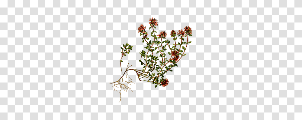 Creeping Technology, Plant, Pattern, Ornament Transparent Png