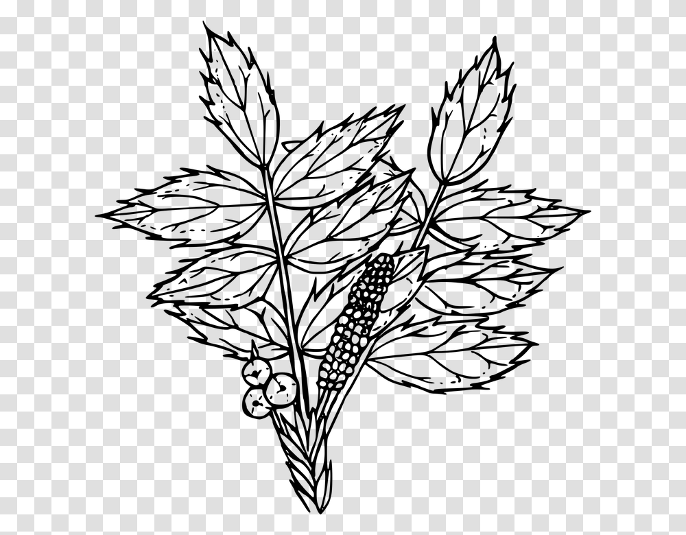 Creeping Oregon Grape Drawing, Gray, World Of Warcraft Transparent Png