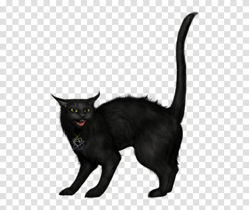 Creepy Black Cat, Pet, Mammal, Animal, Chair Transparent Png
