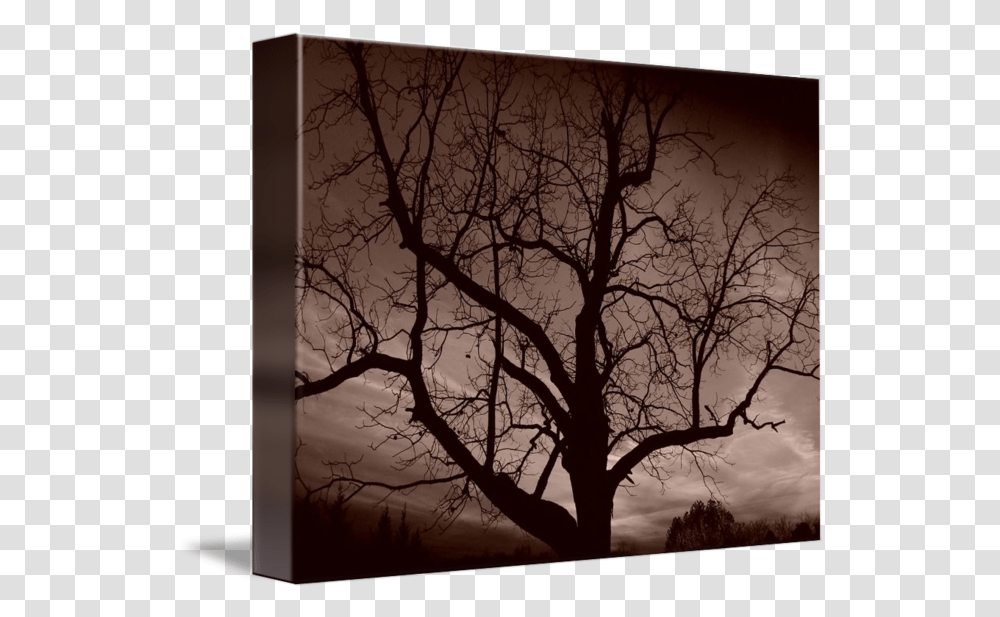 Creepy Tree By Jeffrey S Nuckols Silhouette, Plant, Tree Trunk, Oak, Sunlight Transparent Png