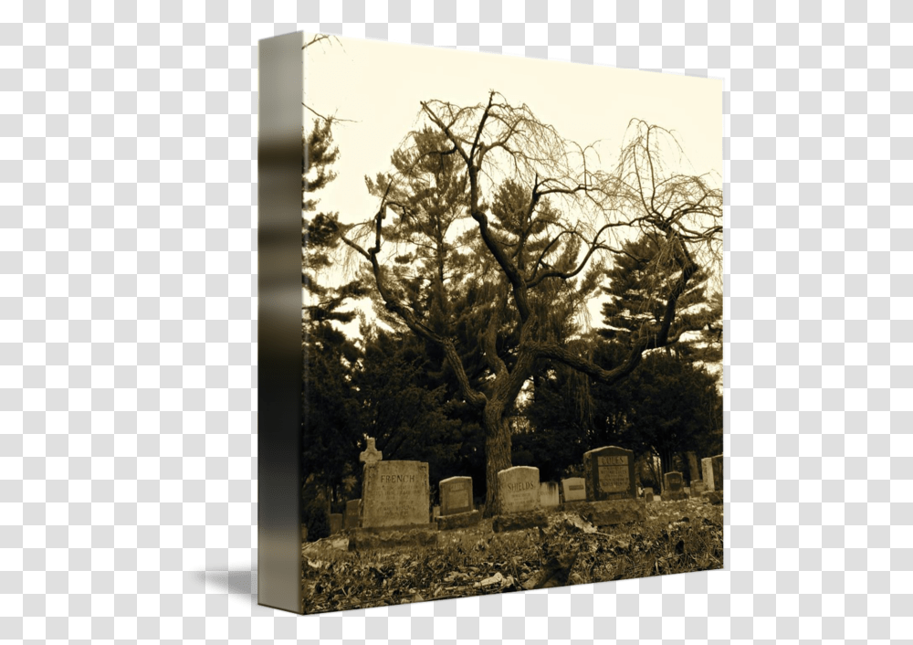 Creepy Tree By Simonne Defend Cemetery, Tomb, Plant, Tombstone, Outdoors Transparent Png