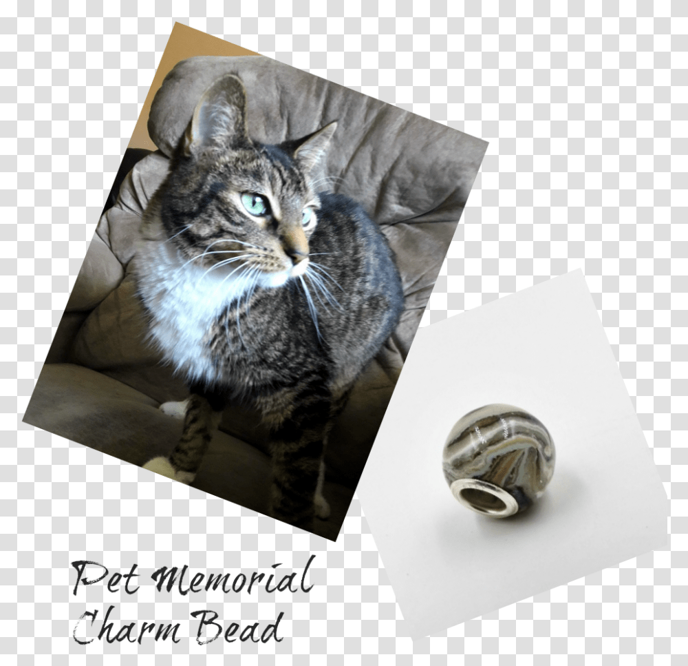 Cremation Beads Charm Bead With AshesClass Lazyload Tabby Cat, Pet, Mammal, Animal, Abyssinian Transparent Png