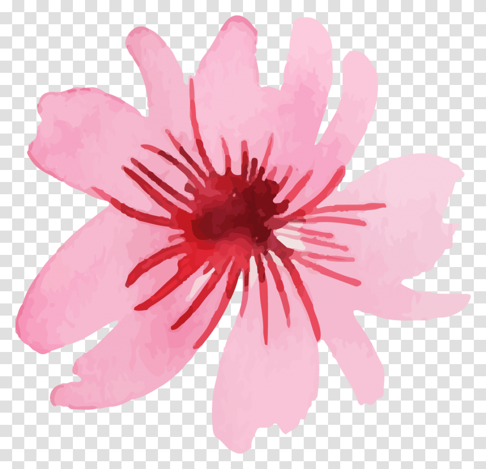 Crenate Orchid Cactus, Plant, Flower, Blossom, Petal Transparent Png