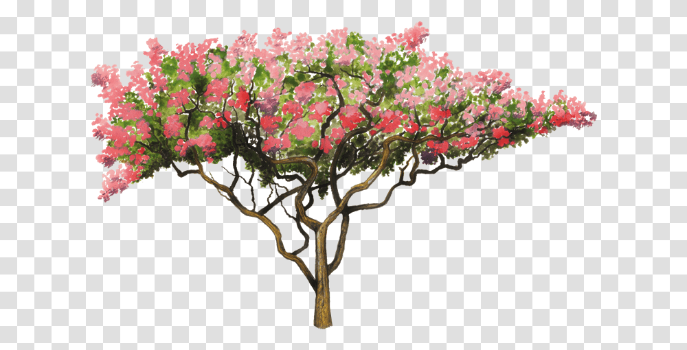 Crepe Myrtle Tree, Plant, Flower, Blossom, Geranium Transparent Png