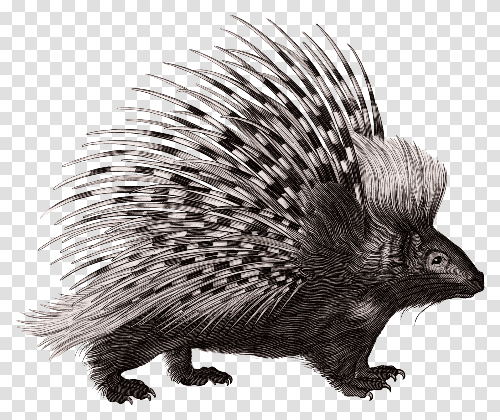 Crested Porcupine Rodent Zoological Lectures Delivered Porcupine Illustration, Animal, Bird, Iguana, Lizard Transparent Png