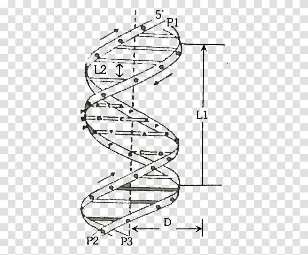 Crick Model Of Dna, Bow, Plot, Diagram Transparent Png