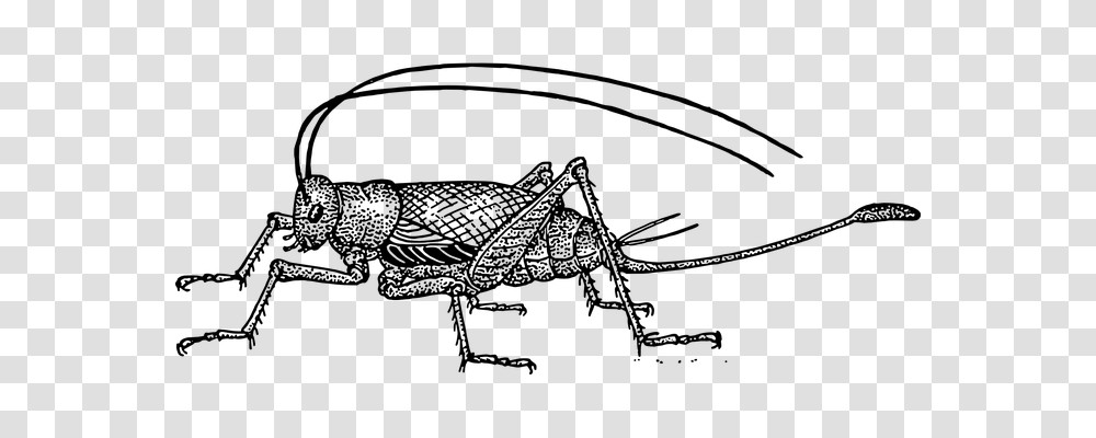 Cricket Animals, Gray, World Of Warcraft Transparent Png