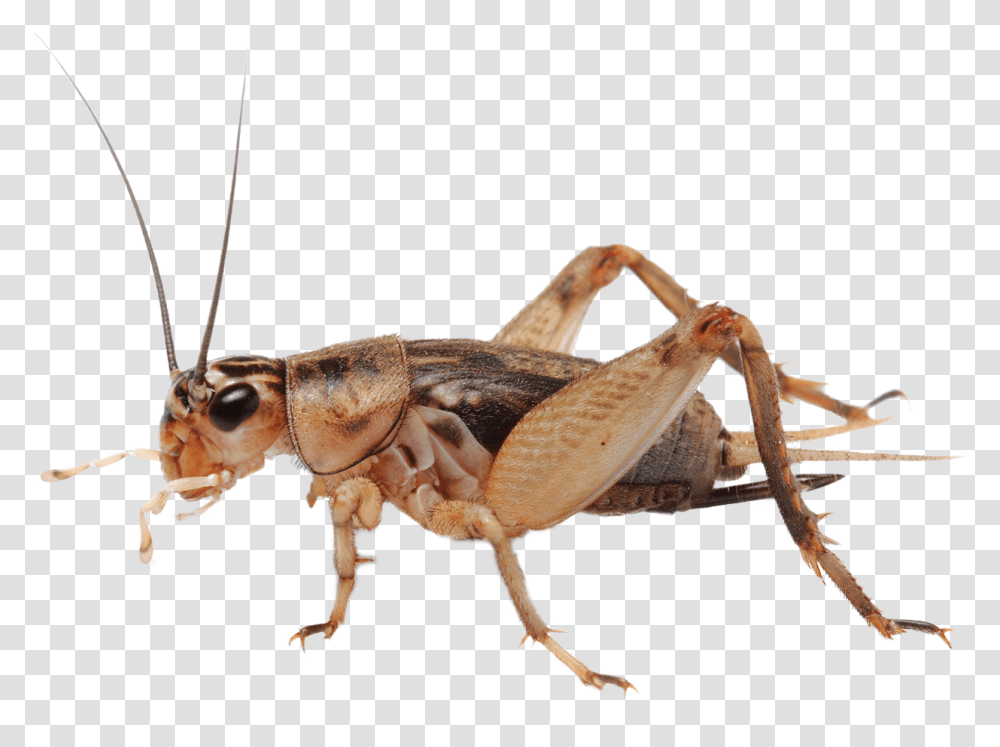 Cricket Bug, Cricket Insect, Invertebrate, Animal, Spider Transparent Png