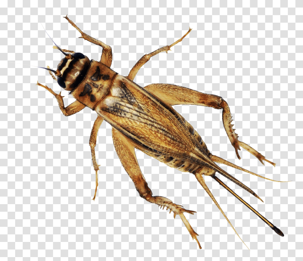 Cricket Bug Hausschaben, Cricket Insect, Invertebrate, Animal, Spider Transparent Png