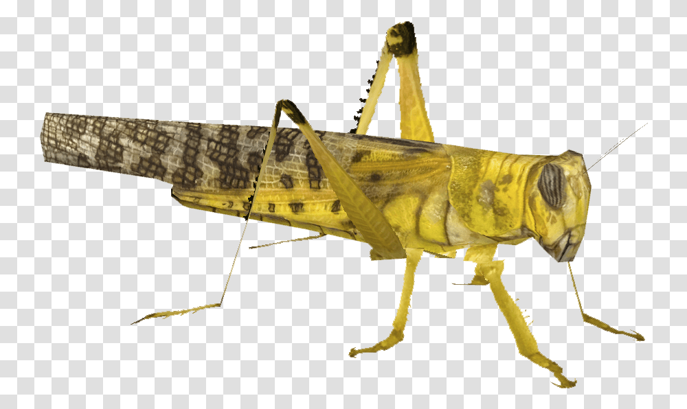 Cricket Bug Yellow Locust, Insect, Invertebrate, Animal, Grasshopper Transparent Png