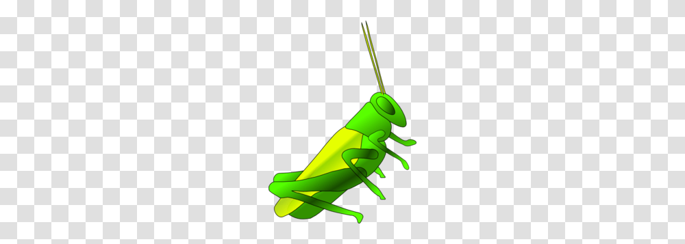 Cricket Clip Art, Grasshopper, Insect, Invertebrate, Animal Transparent Png