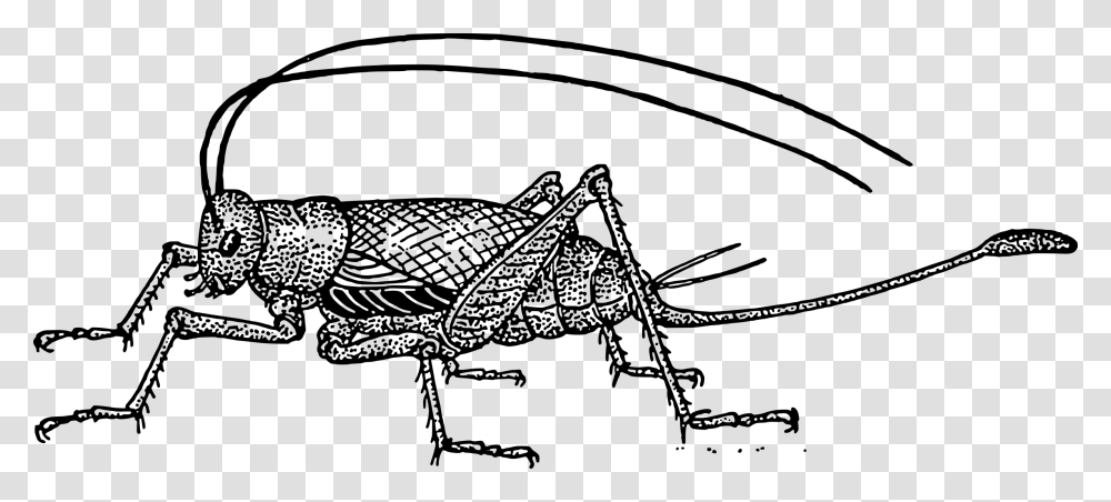 Cricket Clipart Black And White Characteristics Of Crickets, Gray, World Of Warcraft Transparent Png