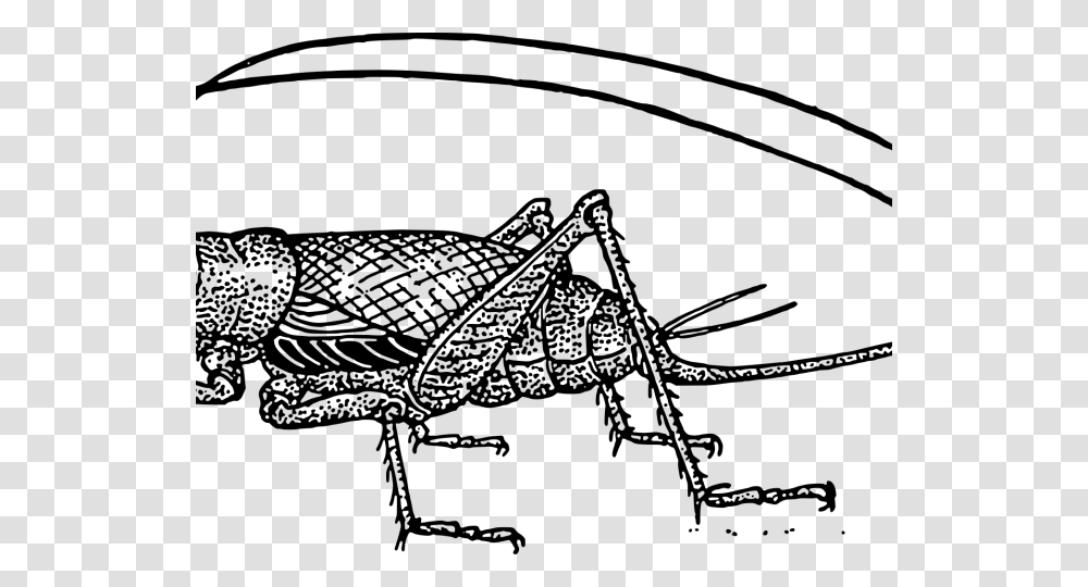 Cricket Clipart Crickets For Good Luck, Gray, World Of Warcraft Transparent Png