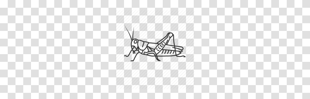 Cricket Clipart, Grasshopper, Insect, Invertebrate, Animal Transparent Png