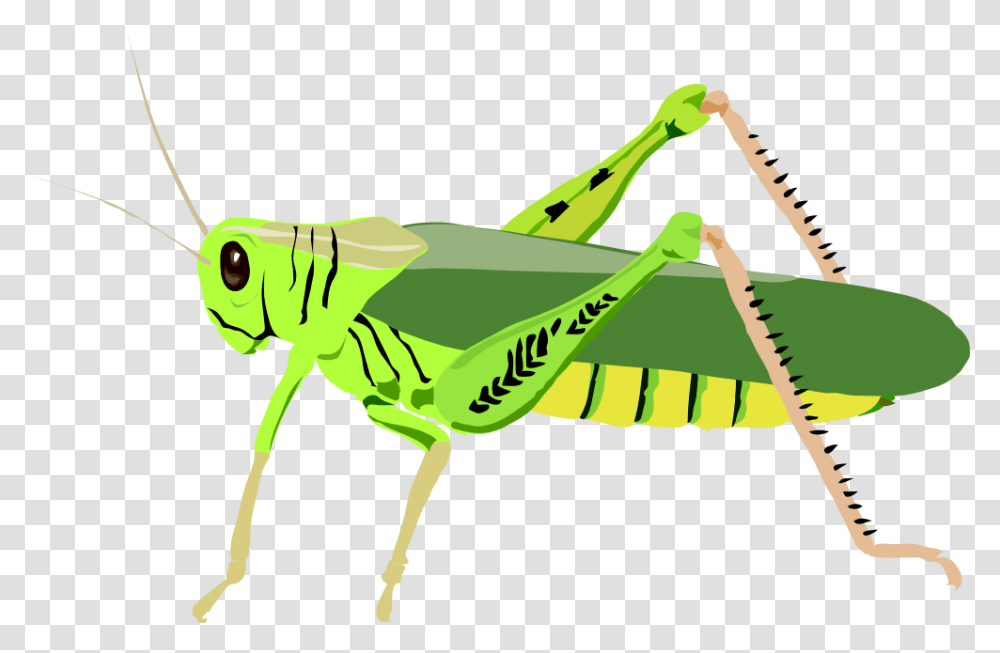 Cricket Clipart, Grasshopper, Insect, Invertebrate, Animal Transparent Png