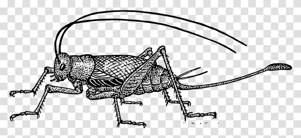 Cricket Clipart, Gray, World Of Warcraft Transparent Png