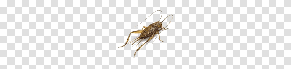 Cricket Insect, Bow, Animal, Invertebrate, Fishing Lure Transparent Png