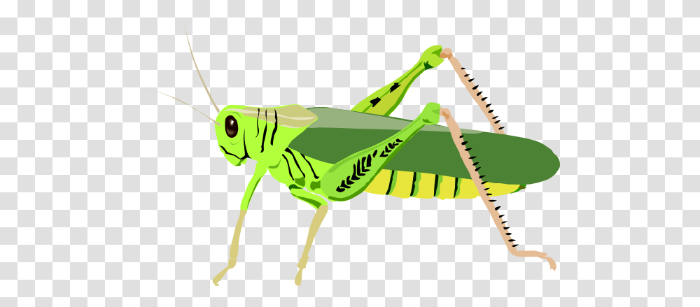 Cricket Insect Clip Art Clipart Collection, Grasshopper, Invertebrate, Animal, Grasshoper Transparent Png