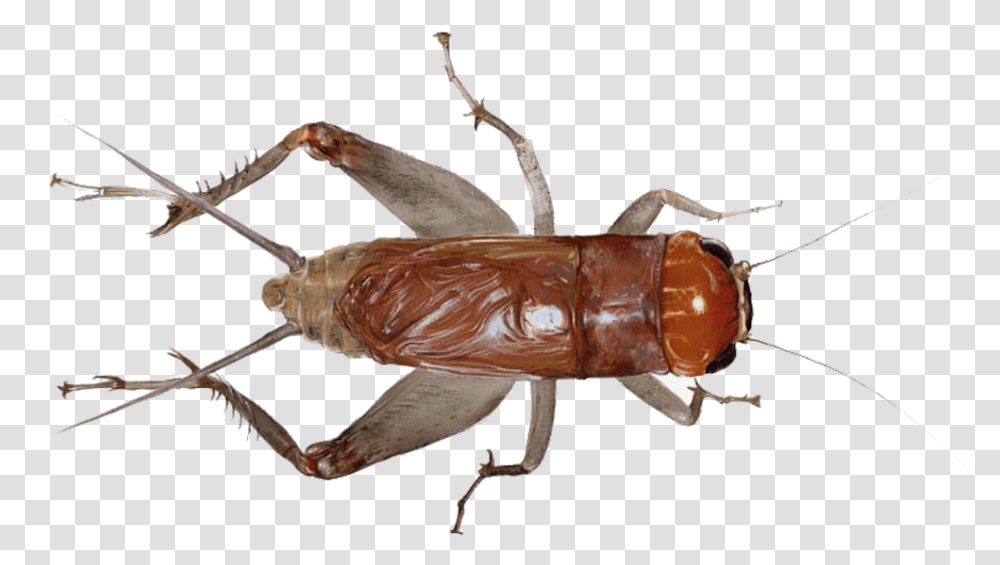 Cricket Insect Cockroach That Looks Like Grasshopper, Animal, Crawdad, Seafood, Sea Life Transparent Png