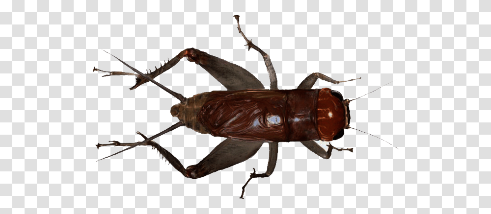 Cricket Insect, Invertebrate, Animal, Cockroach, Spider Transparent Png