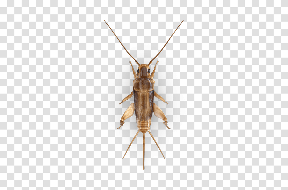Cricket Insect, Invertebrate, Animal, Cockroach, Spider Transparent Png