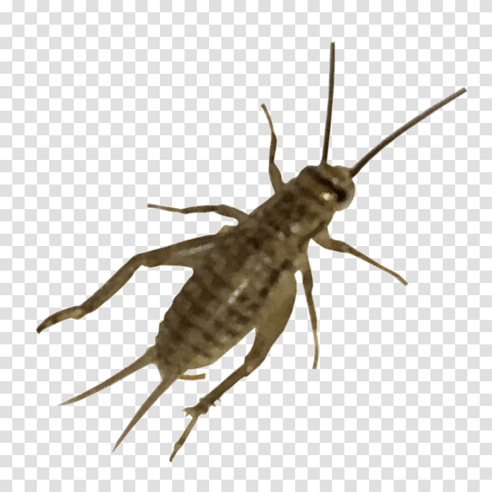Cricket Insect, Invertebrate, Animal, Grasshopper Transparent Png