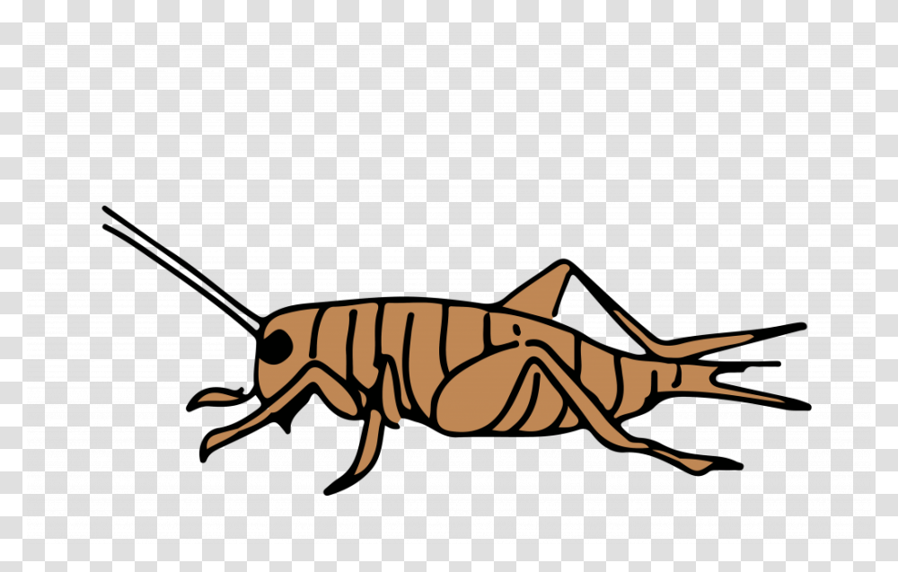 Cricket Insect, Invertebrate, Animal, Gun, Weapon Transparent Png