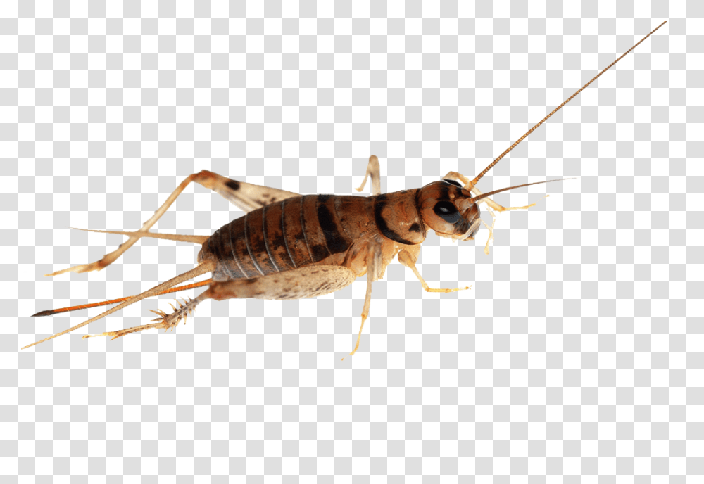 Cricket Insect, Invertebrate, Animal, Honey Bee, Grasshopper Transparent Png