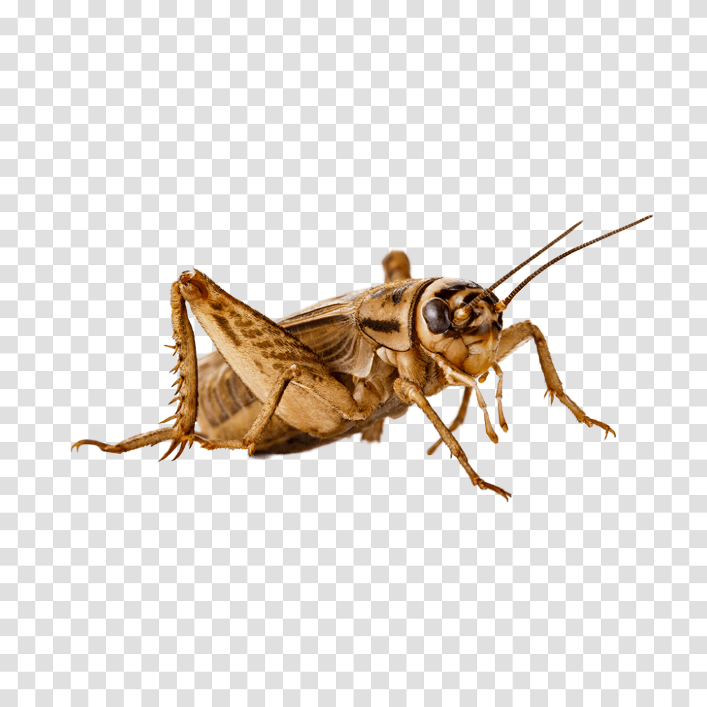 Cricket Insect, Invertebrate, Animal, Honey Bee, Grasshopper Transparent Png