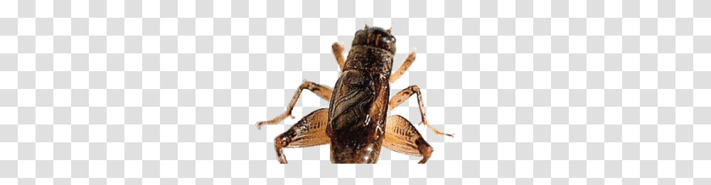 Cricket Insect, Invertebrate, Animal, Person, Human Transparent Png