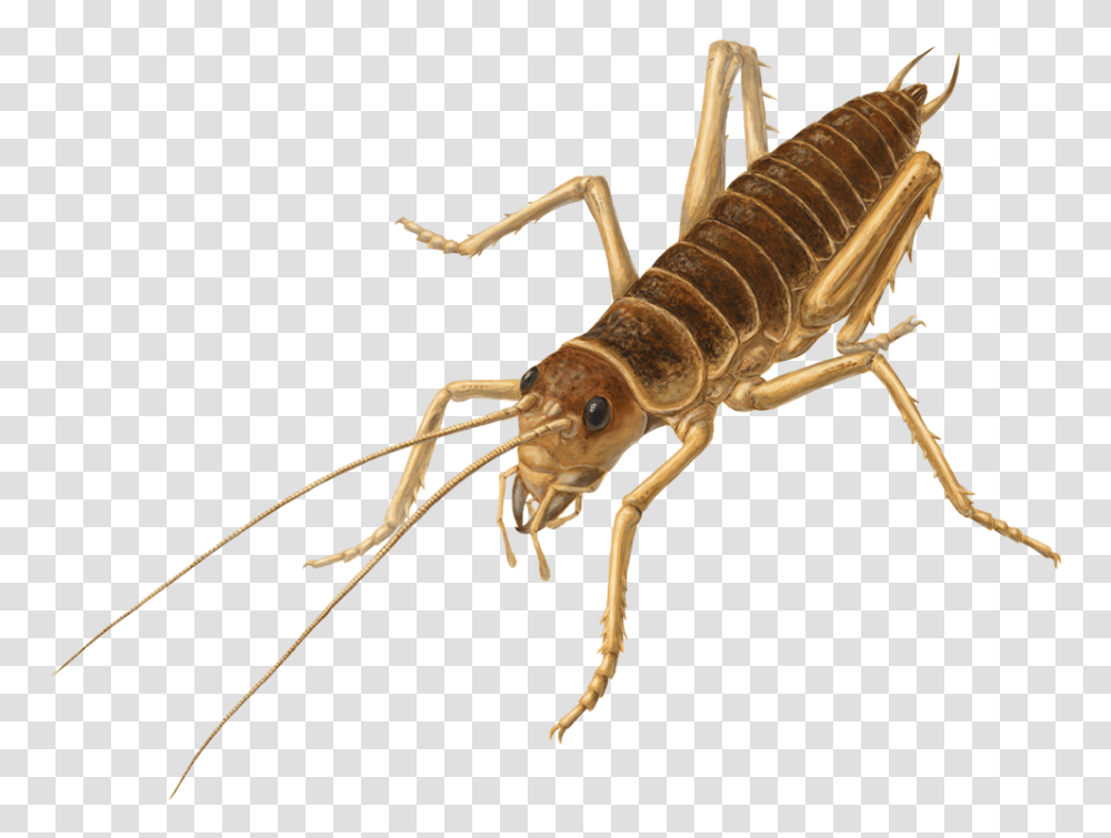 Cricket Insect, Invertebrate, Animal, Spider Transparent Png