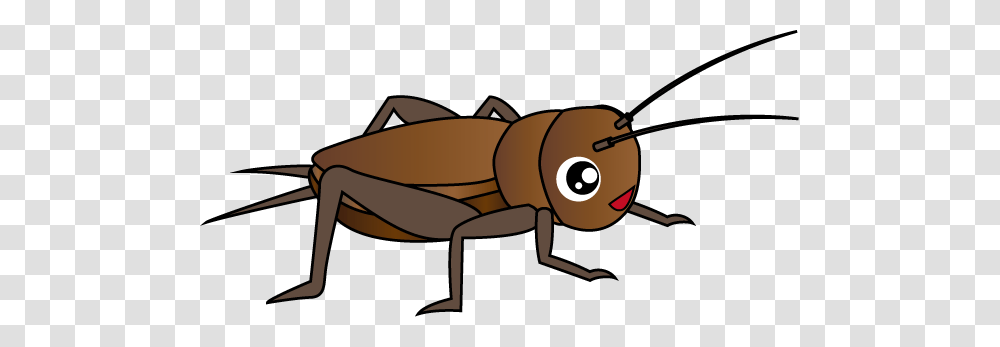 Cricket Insect, Invertebrate, Animal Transparent Png