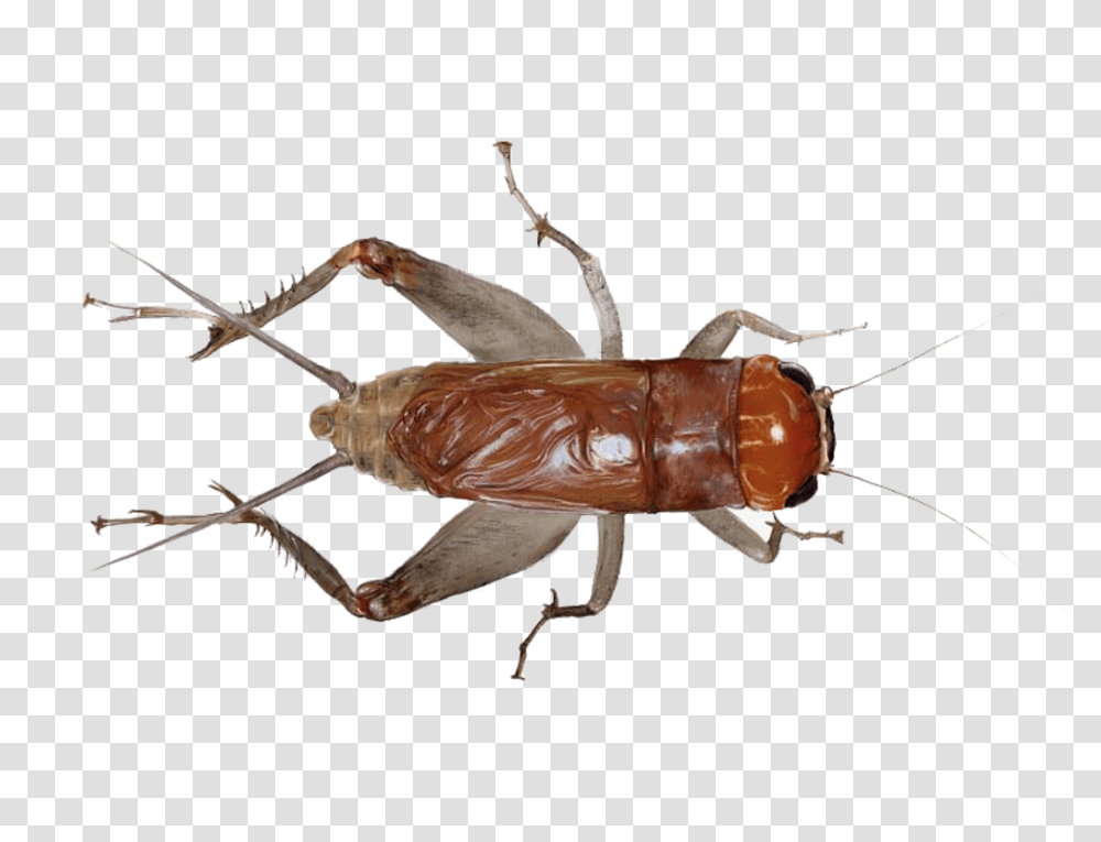Cricket Insect, Invertebrate, Animal Transparent Png