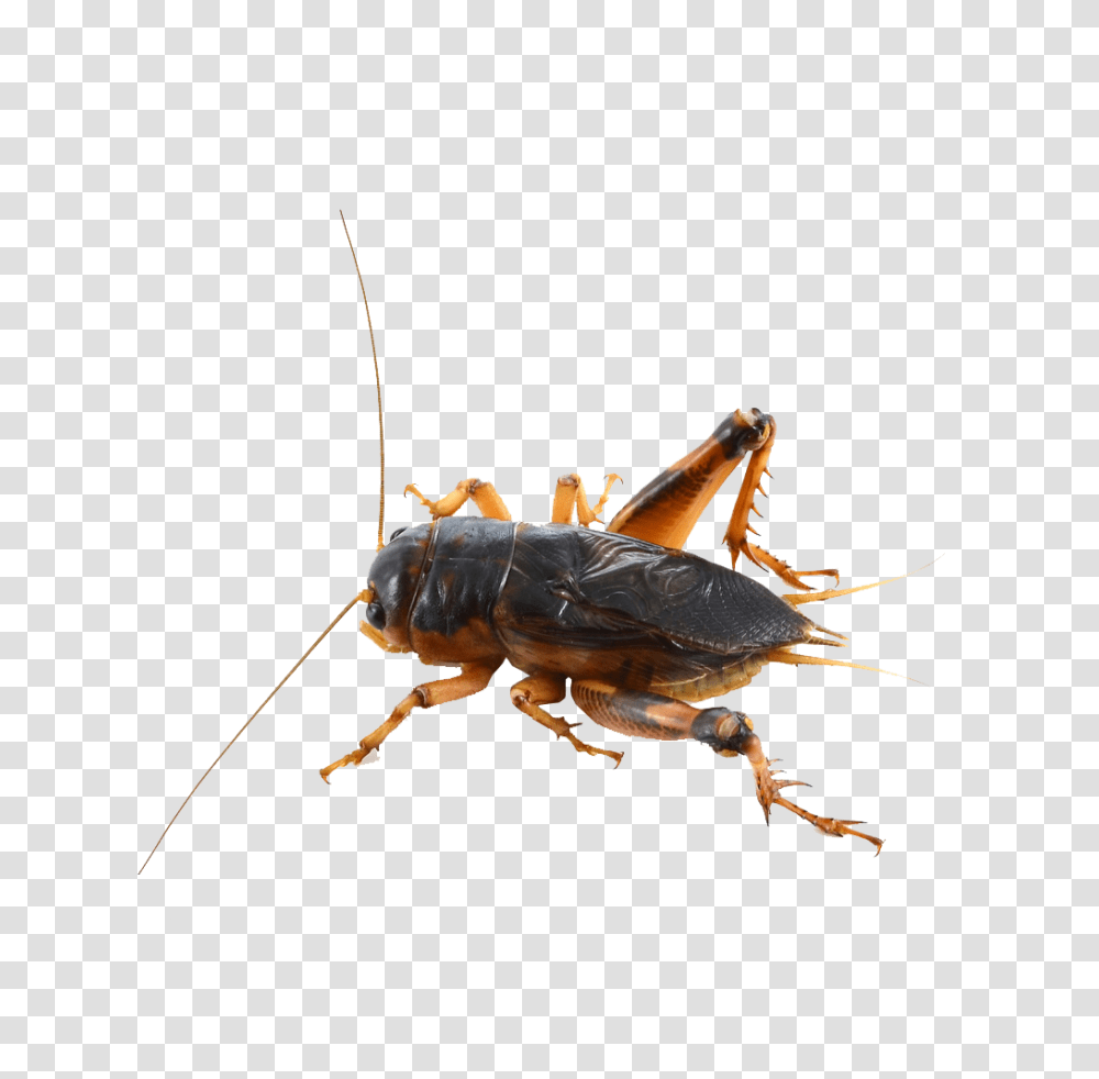 Cricket Insect, Invertebrate, Animal Transparent Png