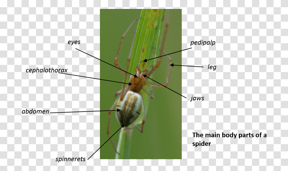 Cricket, Spider, Invertebrate, Animal, Arachnid Transparent Png