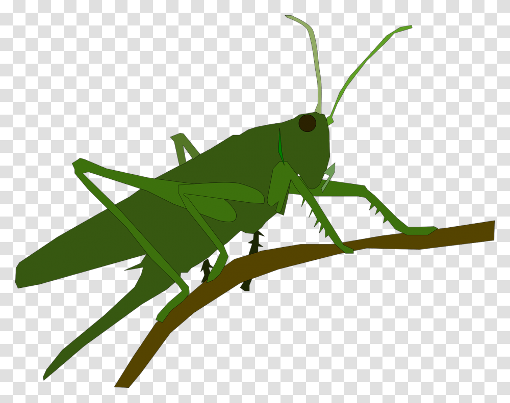 Cricketwinggrasshopper Clipart Grasshopper Jumps, Insect, Invertebrate, Animal, Grasshoper Transparent Png