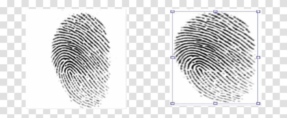 Crime Scene Latent Fingerprints, Wasp, Bee, Insect Transparent Png
