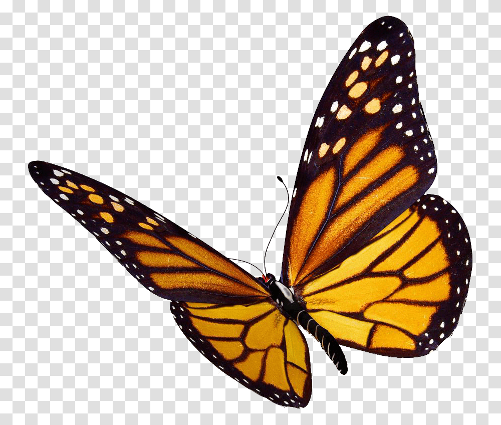 Crislidas De Mariposas Background Butterfly Clipart, Monarch, Insect, Invertebrate, Animal Transparent Png