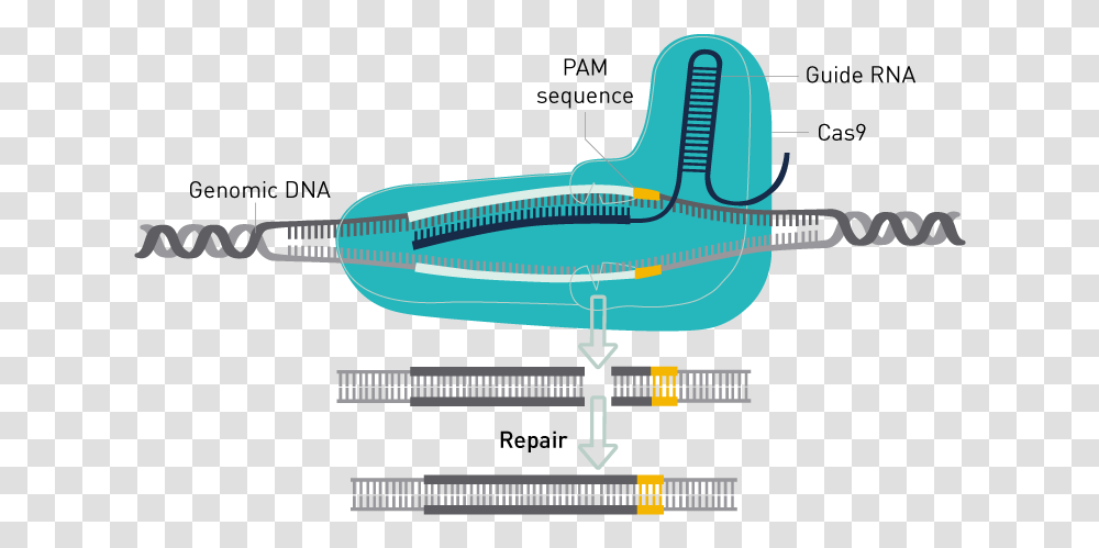 Crispr Cas9 Genome Editing, Vehicle, Transportation, Aircraft, Airliner Transparent Png